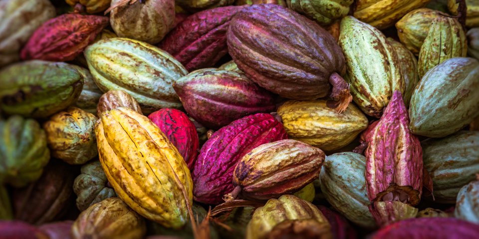 Cocoa_banner.jpg