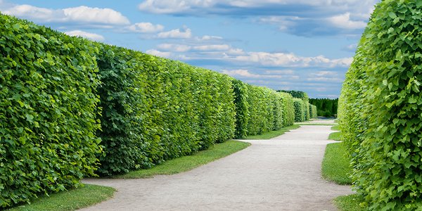 Hedges_banner