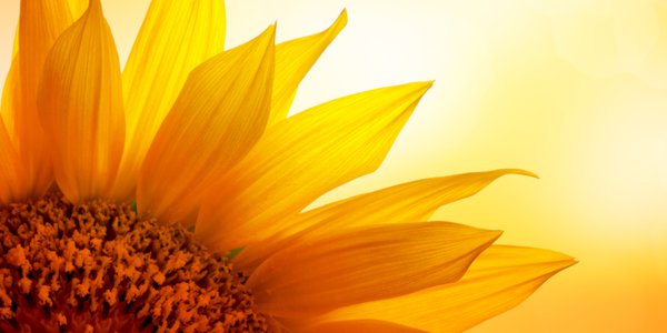 Sunflower_banner.jpg