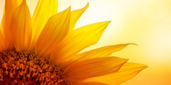 Sunflower_banner.jpg