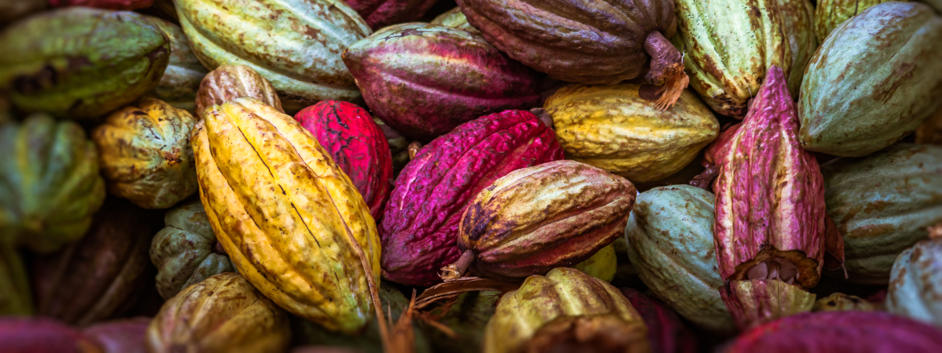 What drives the cocoa market? Transtrend